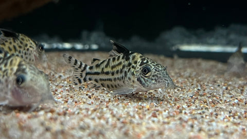 Agassizii Cory (Corydoras agassizii)