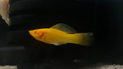 Blood Red Sailfin Molly (Poecilia sp.)