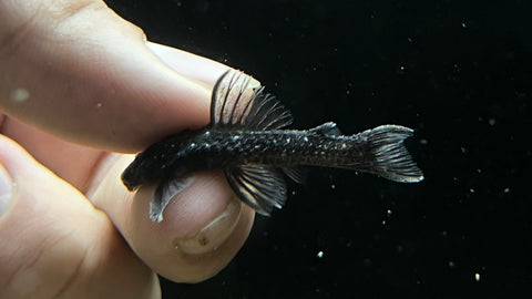 L-280 Dwarf Spiny Pleco (Micracanthicus vandragti)
