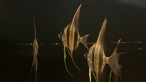 Altum Angelfish "Rio Orinoco" (Pterophyllum altum) - Large
