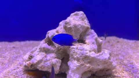 Blue Sapphire Damselfish (Chrysiptera cf. springeri)