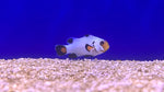 Snowflake Wyoming White Clownfish (Amphiprion ocellaris) - Captive Bred