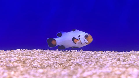 Snowflake Wyoming White Clownfish (Amphiprion ocellaris) - Captive Bred