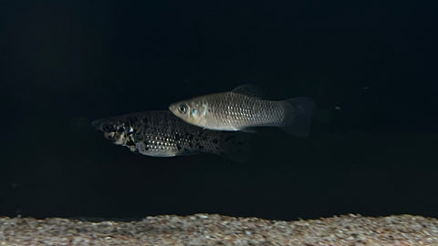 Assorted Molly (Poecilia sp.)