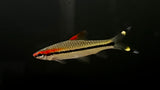 Denison Barb / Roseline Shark (Sahyadria denisonii)