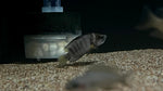 Sumbu Dwarf Compressicep (Altolamprologus compressiceps)