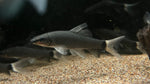 Ghost Shark (Epalzeorhynchos frenatum)