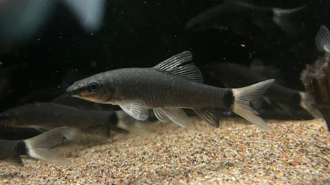 Ghost Shark (Epalzeorhynchos frenatum)
