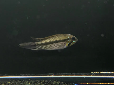 Apistogramma gibbiceps