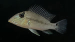 Fine Spotted Geophagus (Satanoperca mapiritensis)