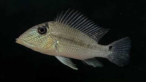 Fine Spotted Geophagus (Satanoperca mapiritensis)