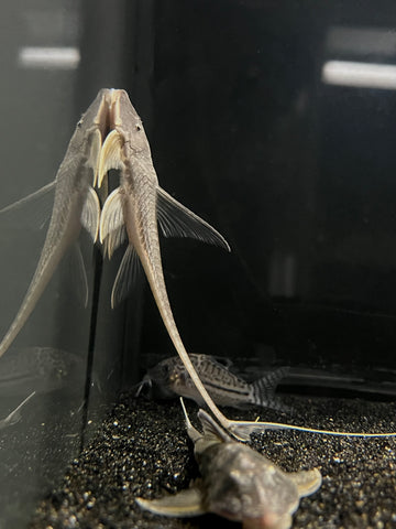 Kite Pleco (Lamontichthys filamentosus)