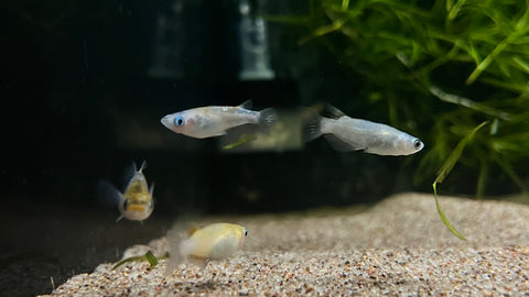 Blue Sparkle Medaka Ricefish (Oryzias latipes)