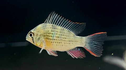Bolivian Ram (Mikrogeophagus altispinosus)