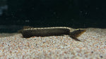Orange Spot Eel (Mastacembelus liberiensis)