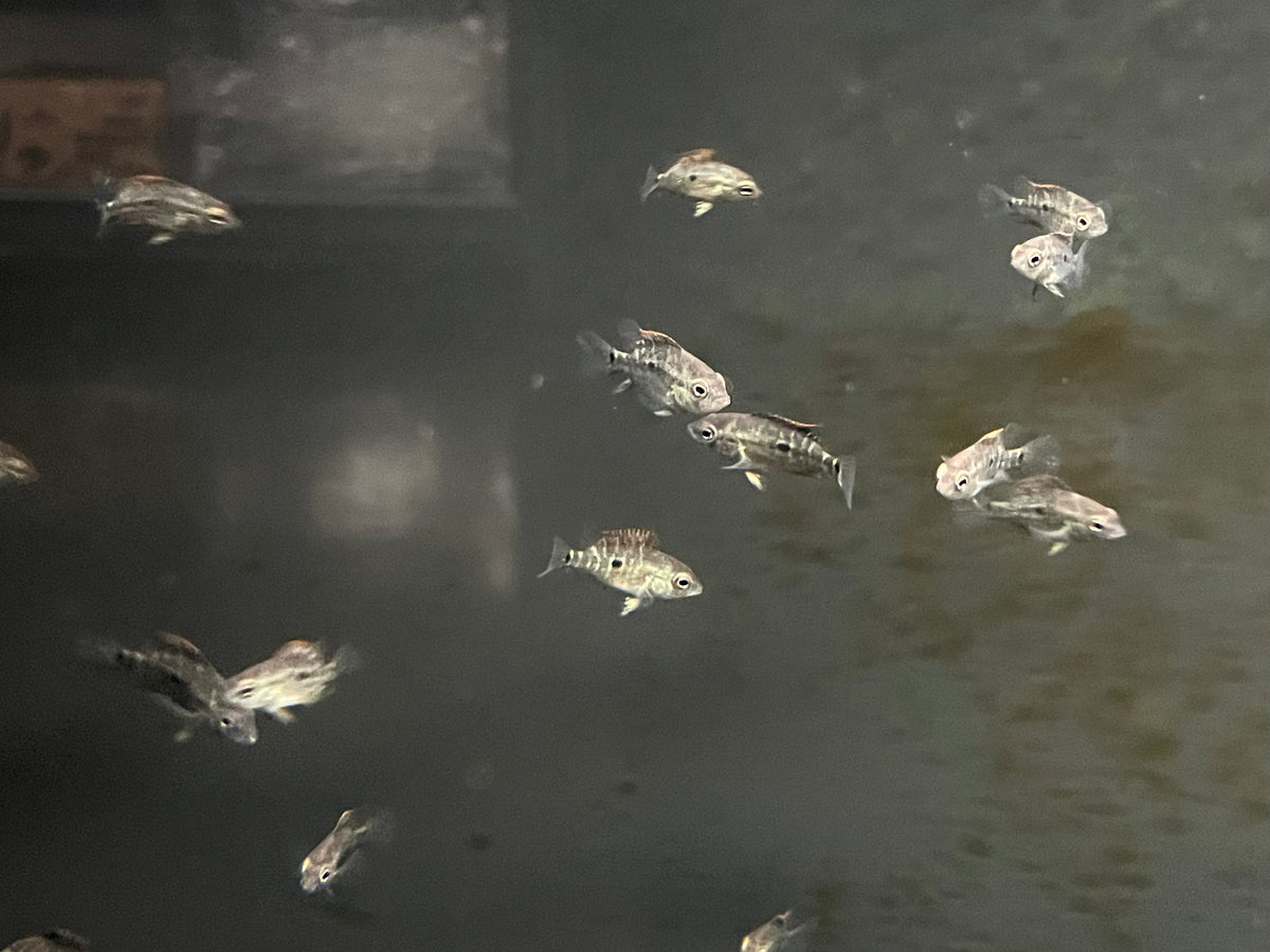 Blue Umbee Cichlid (Kronoheros umbriferus) - Juvenile – The Waterfront SLC