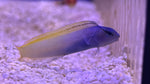 Forktail Blenny (Meiacanthus atrodorsalis)