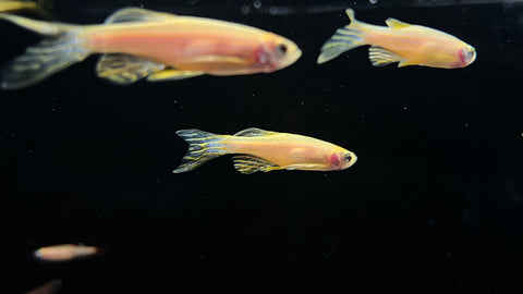 Longfin Gold Zebra Danio (Brachydanio rerio)
