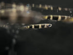 Clown / Rocket Killifish (Epiplatys annulatus)
