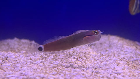 Tail Spot Blenny (Ecsenius stigmatura)