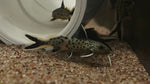 Synodontis petricola