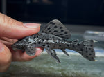 L-264 Sultan Pleco (Leporacanthicus sp.)