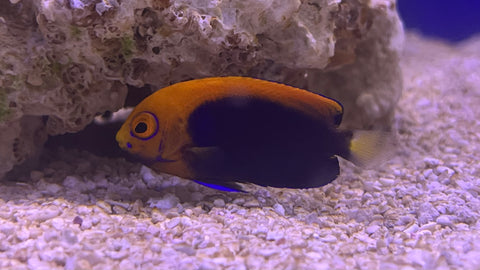 Flameback Angelfish (Centropyge acanthops)