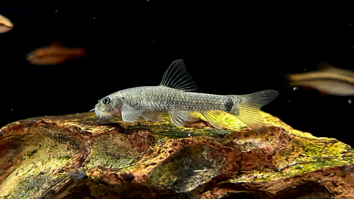Doctor Fish (Garra rufa) – The Waterfront SLC