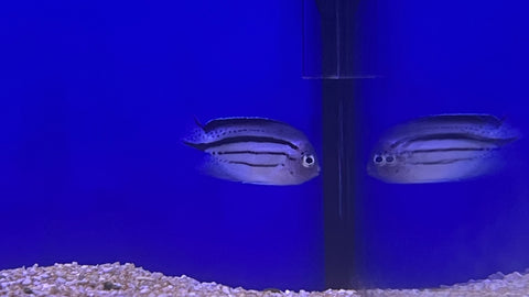 Lamarck's Angelfish (Genicanthus lamarck)
