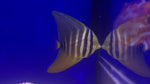 Sailfin Tang (Zebrasoma velifer)