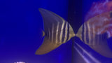 Sailfin Tang (Zebrasoma velifer)