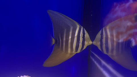 Sailfin Tang (Zebrasoma velifer)