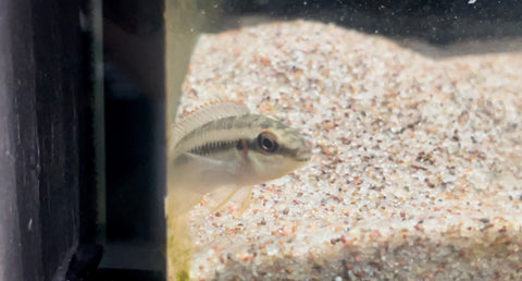 Pelvicachromis roloffi - PAIR