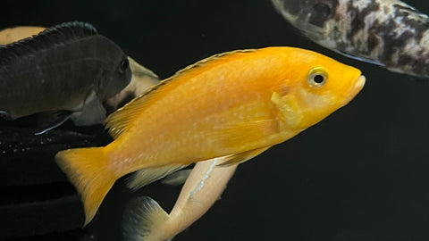 Yellow Lab (Labidochromis Caeruleus)