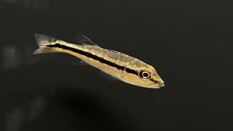 Fogo Peacock Bass (Cichla Marinae "Fogo")