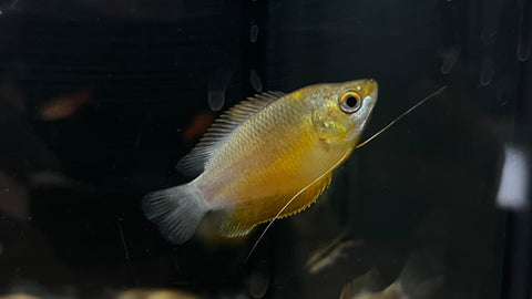 Red Honey Gourami (Trichogaster chuna)