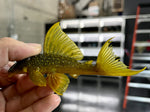 L-200A Hifin Green Phantom (Hemiancistrus subviridis) - Medium