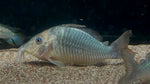 Giant Cory (Brochis multiradiatus)