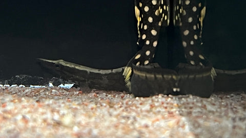 Tire Track Eel (Mastacembelus armatus)