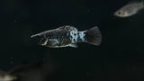 Assorted Molly (Poecilia sp.)