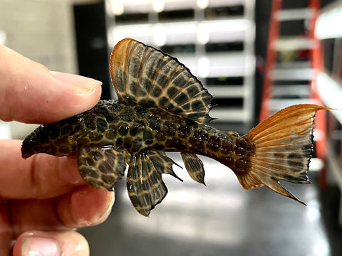 L-114 Redtail Sternella Pleco (Pseudocanthicus leopardus) - Small