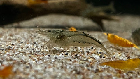 Amano Shrimp (Caridina multidentata)