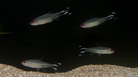 Peruvian Rummynose Tetra (Petitella georgiae)