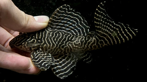 L-333 King Tiger Pleco (Hypancistrus sp.) - WYSIWYG