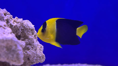 Bicolor Angelfish (Centropyge bicolor)
