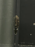 Imperial Ranger Pleco (Pterygoplichthys punctatus)