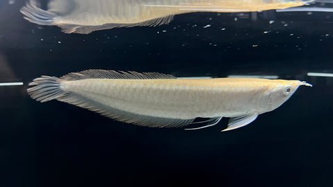 B-Grade Platinum Arowana (Osteoglossum bicirrhosum)