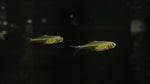 Kubotai Rasbora (Microdevario kubotai)