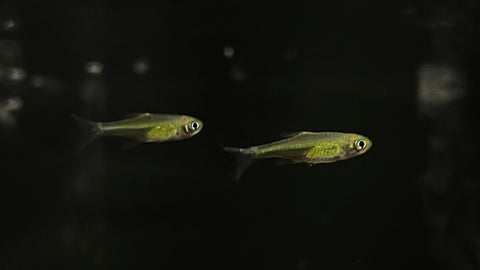 Kubotai Rasbora (Microdevario kubotai)