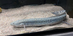 Marbled Lungfish (Protopterus aethiopicus)